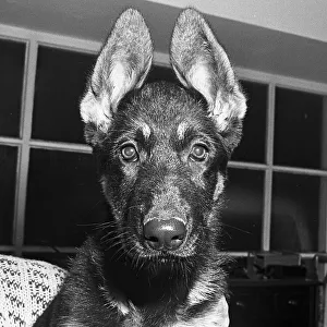 Puppy Prints: German Shepherd puppy about to statr his training as a Mountain rescue dog on the high
