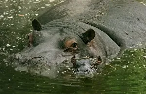 Hippopotamus Prints: Gertie (left) and her new-born baby Hippo at the west Midlands safari park