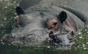 Core5 Prints: Gertie(left) and her new-born baby Hippo seen here at the west Midlands safari park