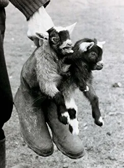 Goats Prints: Getting booted around are two baby African Pygmy goats at the farm of Dutch couple Cees