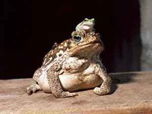 Frogs Prints: A giant marine toad from South America with a green tree frog from Italy on his head
