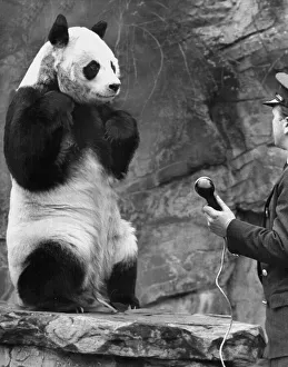 The giant Panda Chi-Chi at London Zoo gets to speak to her friend An-An