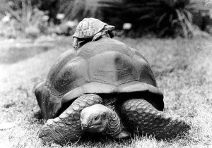 Reptiles Prints: Giant Tortoise named Tank who lives in London Zoo and was used for promoting the Save