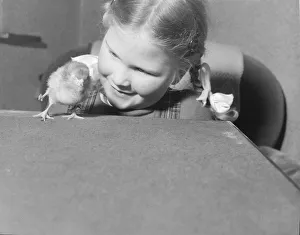Gill Sutcliffe4, of Kingsley Holt, Nr Cheadle, Staffs with day-old chick