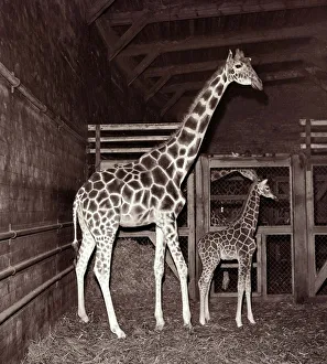 Giraffe and Baby Giraffe at Whipsnade Zoo November 1957 A©Mirrorpix