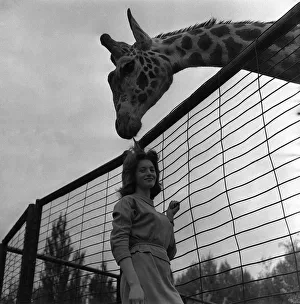 Giraffe Prints: Giraffe called George May 1963 at Chester Zoo Irene Green with Giraffe
