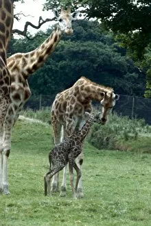 Images Dated 12th August 1979: Giraffe at Knowsley Safari Park New born Baby Giraffe August 1979