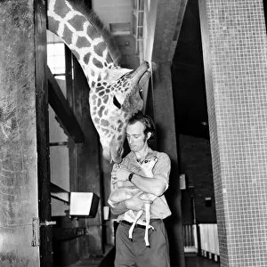 Images Dated 6th January 1981: Giraffes are among the most inquisitive creatures at London Zoo