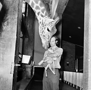 Images Dated 6th January 1981: Giraffes are among the most inquisitive creatures at London Zoo