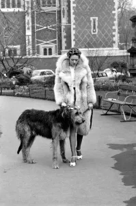 Girl and Dog in Curlers. Model Victoria Burgyne and Irish Wolf Hound Jasper