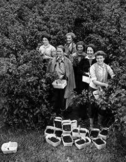 Girls from Central Newcastle High School spend three weeks holiday at Eddisbury Fruit