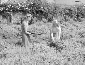 Girls gathering white heather WW2 Home Front August 1941
