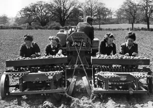 Harvest Prints: Girls of the Womens Land Army organisation sowing potatoes on a farm in Essex with a