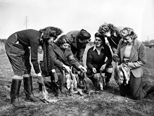 00069 Prints: Girls of the Womens Land Army (Pests Department) are emplyed in S