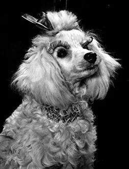 00268 Prints: A glamourous white poodle dog wearing Doggy eye lashes stuck down over the eyes