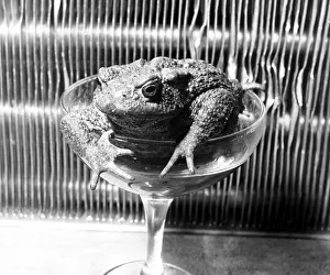 Amphibian Prints: Glassy-eyed Billy the brown toad climbs out of a glass after another boozing session in