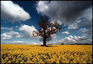 Yellow Prints: A glorious splash of colour in a field of rape seed on land at Coughton near Alcester