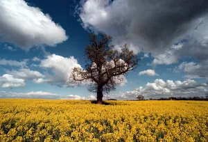 Clouds Prints: A glorious splash of colour in a field of rape seed on land at Coughton near Alcester