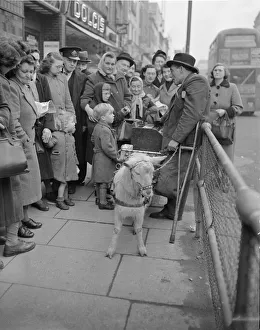 Sales Prints: Goat pulled barral organ with grinder and monkey seen here in Brixton High Street