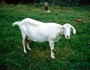 Goat: Saanen / Anglo Nubian Cross January 1980 A©Mirrorpix