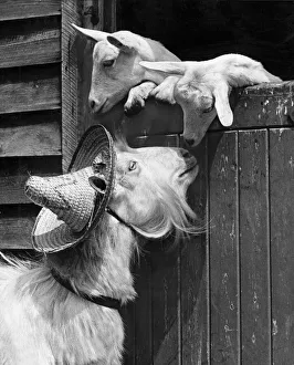 Goats Prints: Goats of the aristocratic Windlesham Herd, Surrey, were got up for a beauty show