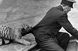 Zoo Keeper Prints: You re not going anywhere! Akbar the rare white tiger cub wants to play with