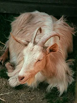 Resting Prints: Golden Gernsey goat at Aldenham Country Park July 1996