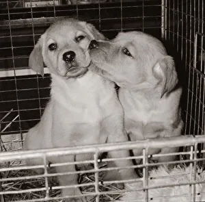 Puppies Prints: Two golden labrador puppies kissing in a pet shop in Tottenham