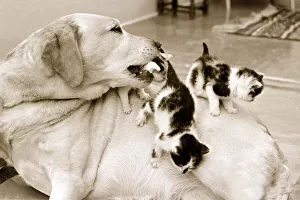 00146 Prints: Golden retriever dog adopts kittens Animal friendship