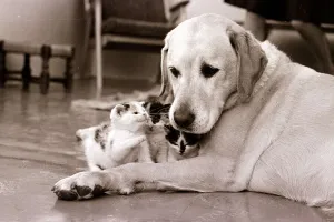 Kittens Prints: Golden retriever dog adopts kittens Dogs kitten cat cats Animal friendship
