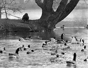 Geese Prints: Goldie the escaped zoo eagle sits on the bank at Regents Park having a look at the ducks