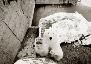 Now be a good bear and say Hello to the photographer! Happy polar bear at London