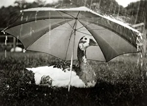 00095 Prints: A goose takes cover from the heavy rainfall underneath an umbrella at an animal centre in