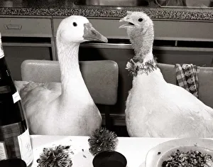 Goose and Turkey - December 1985 sitting at a dining table 06 / 12 / 1985