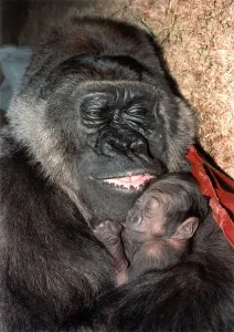 00037 Prints: Gorilla Diana cradling her baby. November 1992 P011781