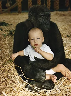 A gorilla sitting with Tanya Aspinall age four and a half on his lap at John Aspinall