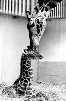 Tender Prints: Grace the giraffe with her new born baby, named Don at Dudley Zoo giraffe house