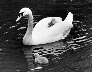 The graceful long-necked Bewick swan giving one of her cygnets a ride on her back