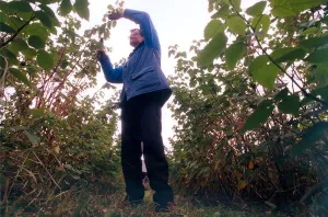 Graeme McCartney prunes raspberry canes in September 1997