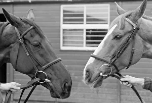 Grand National favourites, Burrough Hill Lad (left) and Corbiere pictured at Jenny