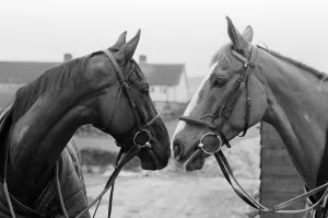Grand National favourites, Burrough Hill Lad (left) and Corbiere pictured at Jenny