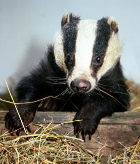 Badgers Prints: Granny the badger at the Wildlife Hospital run by Les and Sue Stocker at their home in