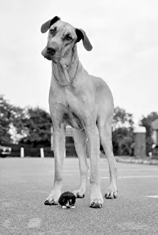 Kitten Prints: Great Dane called Dominic is the biggest dog in the world seen here with constant