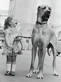 Great Dane called Hermie is a big dog and is often taken for walks by three year old Emma