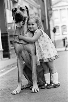 Great Dane called Hermie is a big dog and is often taken for walks by three year old Emma