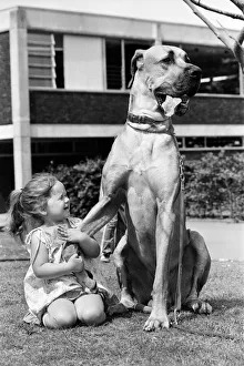 Great Dane called Hermie is a big dog and is often taken for walks by three year old Emma