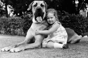 Great Dane called Hermie is a big dog and is often taken for walks by three year old Emma