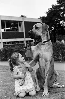 Great Dane called Hermie is a big dog and is often taken for walks by three year old Emma