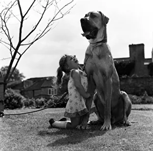 Great Dane called Hermie is a big dog and is often taken for walks by three year old Emma