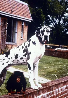 Monkeys Prints: Great Dane Freddie with baby chimp Teddy - january 1993 Animals Dogs
